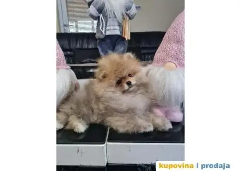 POMERANCI spremni za preuzimanje - 7/8