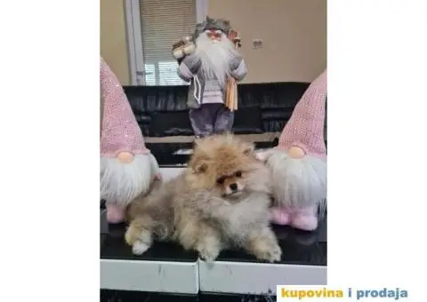 POMERANCI spremni za preuzimanje - 8/8