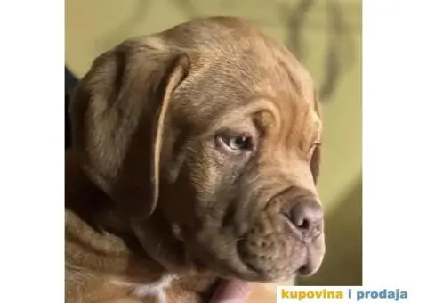 Stenci Bordoske doge vrhunske krvne linije - 1/6