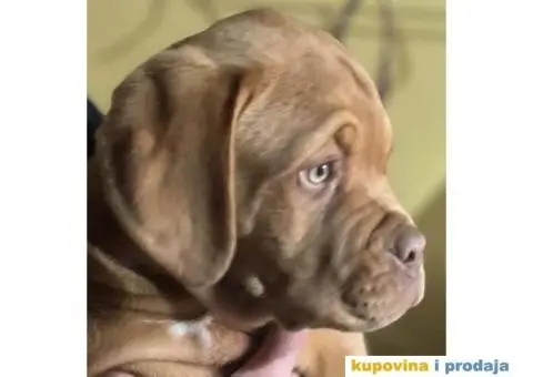 Stenci Bordoske doge vrhunske krvne linije - 2/6