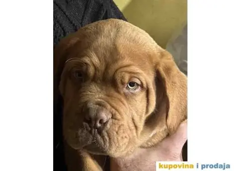 Stenci Bordoske doge vrhunske krvne linije - 3/6