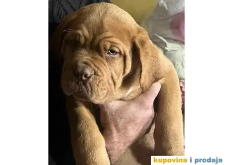 Stenci Bordoske doge vrhunske krvne linije - 4/6