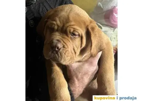 Stenci Bordoske doge vrhunske krvne linije - 6/6