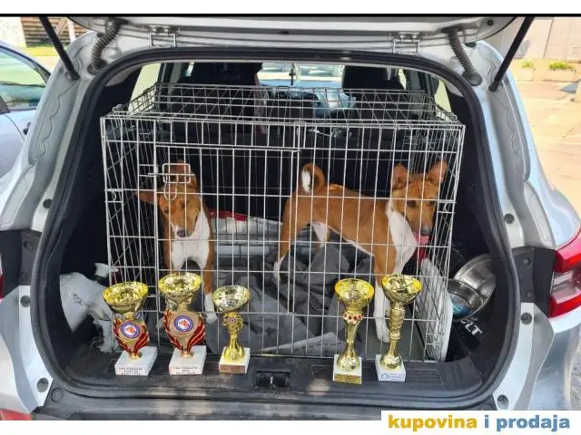 TOP Basenji stenci - 1