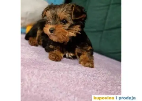 Malene bebice jorksirskog terijera - 1/6