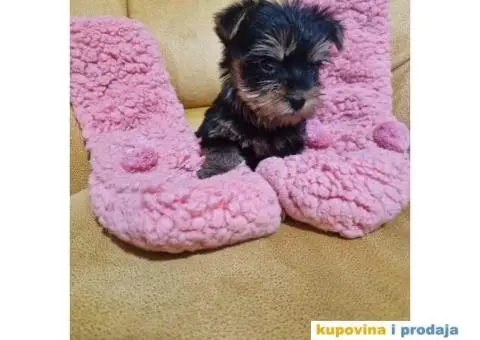 Malene bebice jorksirskog terijera - 2/6