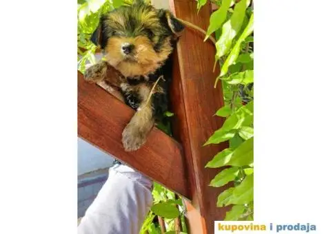 Malene bebice jorksirskog terijera - 3/6