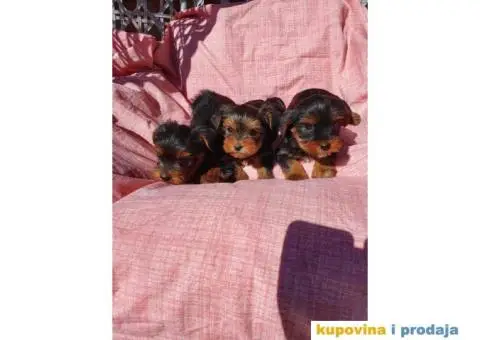 Malene bebice jorksirskog terijera - 4/6