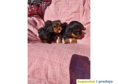 Malene bebice jorksirskog terijera - 5/6