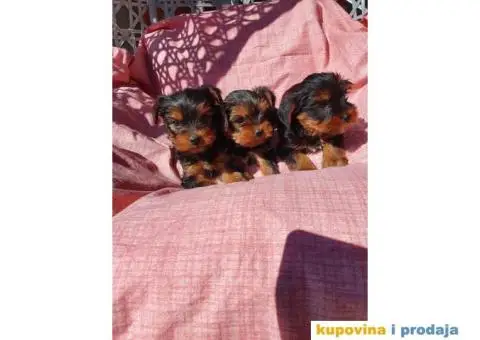 Malene bebice jorksirskog terijera - 6/6