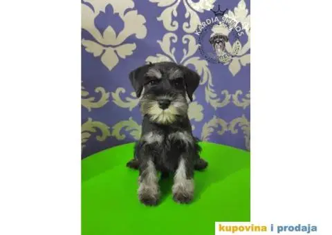 Patuljasti šnaucer Black&Silver štenci na prodaju - 1/6