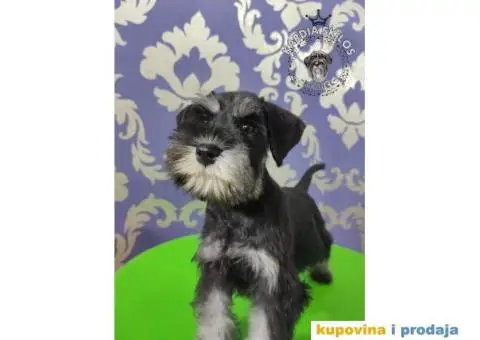 Patuljasti šnaucer Black&Silver štenci na prodaju - 2/6