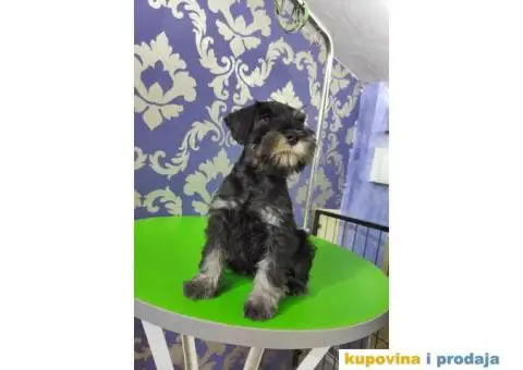 Patuljasti šnaucer Black&Silver štenci na prodaju - 4/6