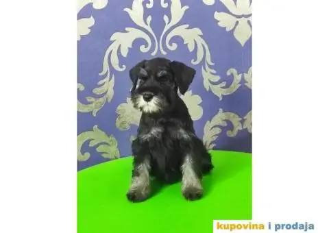 Patuljasti šnaucer Black&Silver štenci na prodaju - 5/6