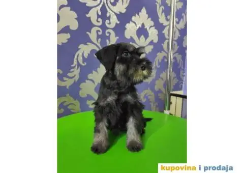 Patuljasti šnaucer Black&Silver štenci na prodaju - 6/6