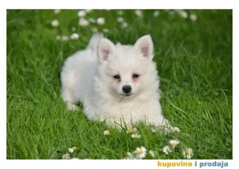 Nemački špic, štenci snežno bele boje, - 1/9