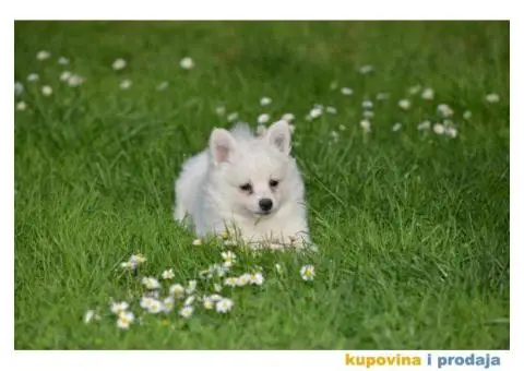 Nemački špic, štenci snežno bele boje, - 2/9