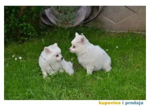 Nemački špic, štenci snežno bele boje, - 6/9