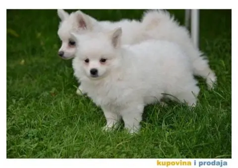 Nemački špic, štenci snežno bele boje, - 8/9