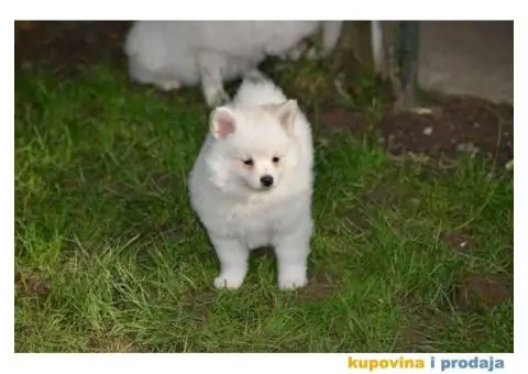 Nemački špic, štenci snežno bele boje, - 9/9