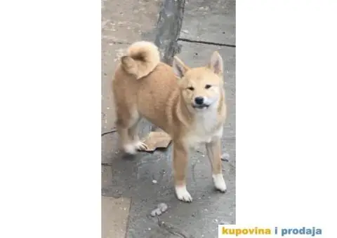 Shiba inu stenci - 1/5