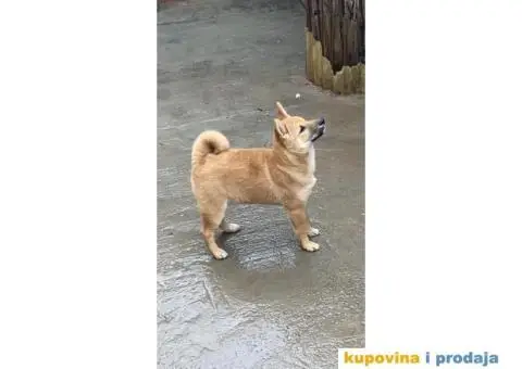 Shiba inu stenci - 2/5