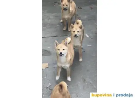 Shiba inu stenci - 3/5