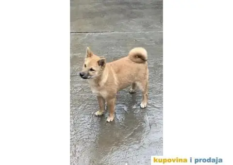 Shiba inu stenci - 4/5