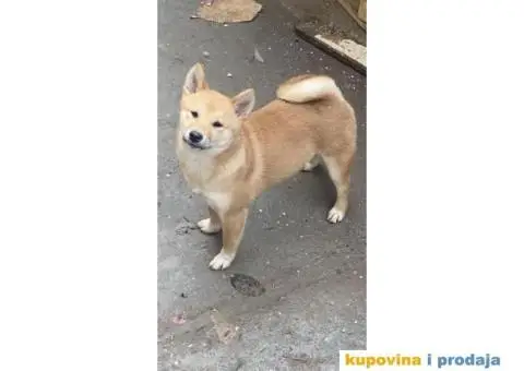 Shiba inu stenci - 5/5