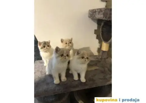 Persijska Exota mačići - 1/11