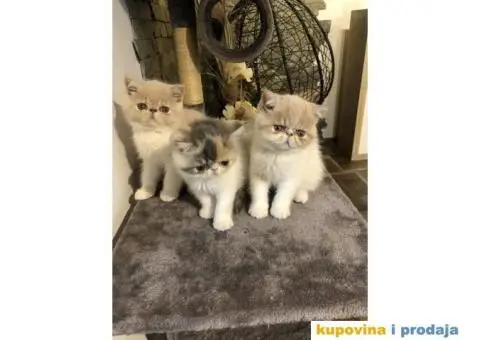 Persijska Exota mačići - 2/11