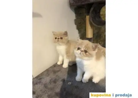 Persijska Exota mačići - 3/11