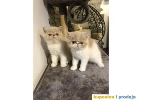 Persijska Exota mačići - 4/11