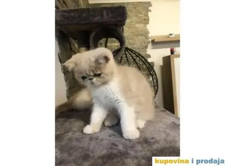 Persijska Exota mačići - 5/11