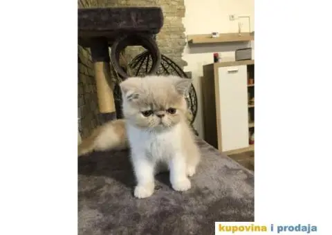 Persijska Exota mačići - 6/11