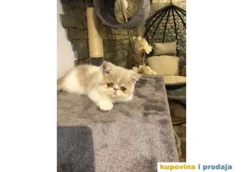 Persijska Exota mačići - 7/11