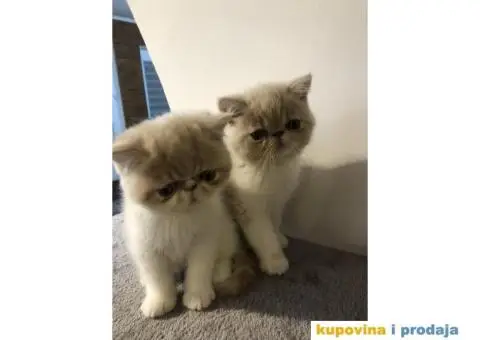 Persijska Exota mačići - 8/11