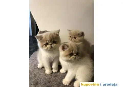 Persijska Exota mačići - 9/11