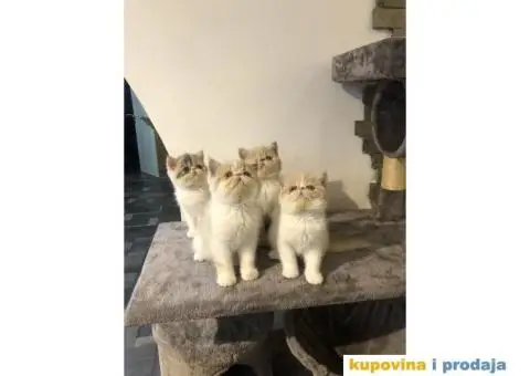 Persijska Exota mačići - 10/11