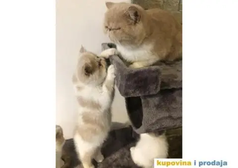 Persijska Exota mačići - 11/11