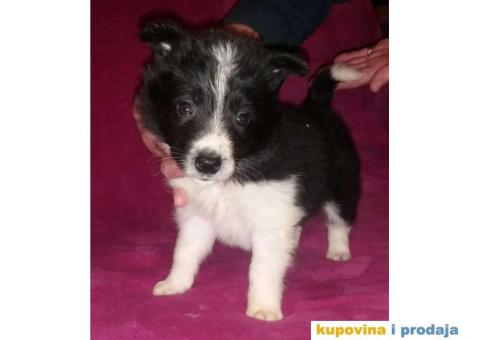 BORDER COLLI, štenad u crno beloj boji I plavoj boji - 1/12