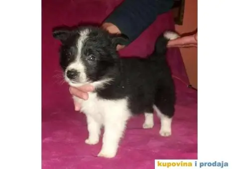 BORDER COLLI, štenad u crno beloj boji I plavoj boji - 2/12