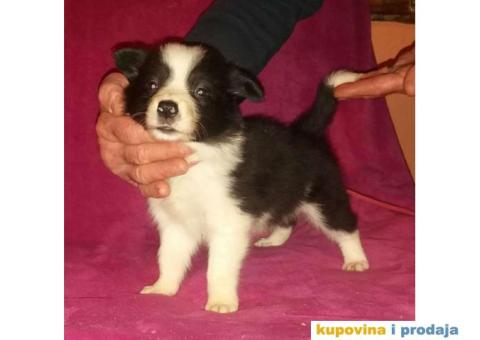 BORDER COLLI, štenad u crno beloj boji I plavoj boji - 3/12