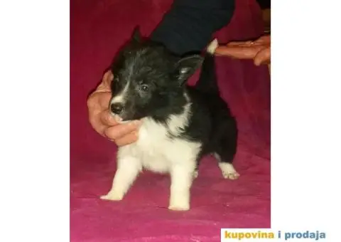 BORDER COLLI, štenad u crno beloj boji I plavoj boji - 4/12