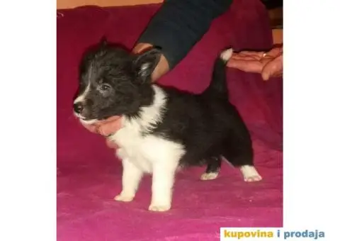 BORDER COLLI, štenad u crno beloj boji I plavoj boji - 5/12