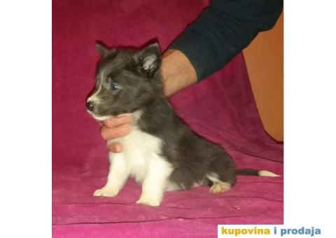 BORDER COLLI, štenad u crno beloj boji I plavoj boji - 6/12