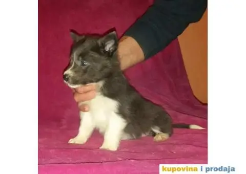 BORDER COLLI, štenad u crno beloj boji I plavoj boji - 6/12