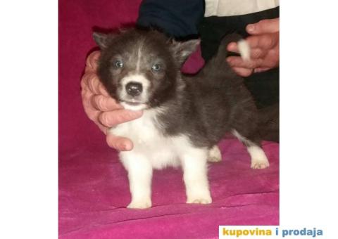 BORDER COLLI, štenad u crno beloj boji I plavoj boji - 7/12
