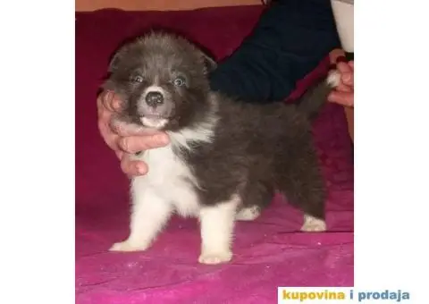 BORDER COLLI, štenad u crno beloj boji I plavoj boji - 8/12