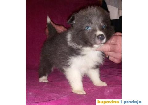 BORDER COLLI, štenad u crno beloj boji I plavoj boji - 9/12